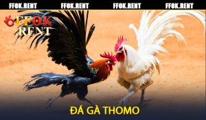 Đá gà Thomo